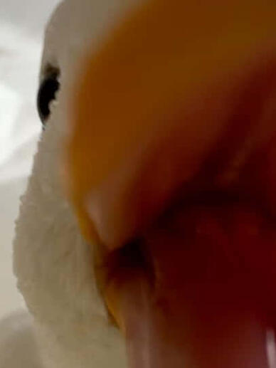 brother kendal..... literally going to blow him up