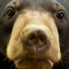 joko... THE WAN PEAACE REAL FAN