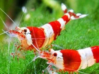 bleuuu the silllliest guy with adult responsibilities